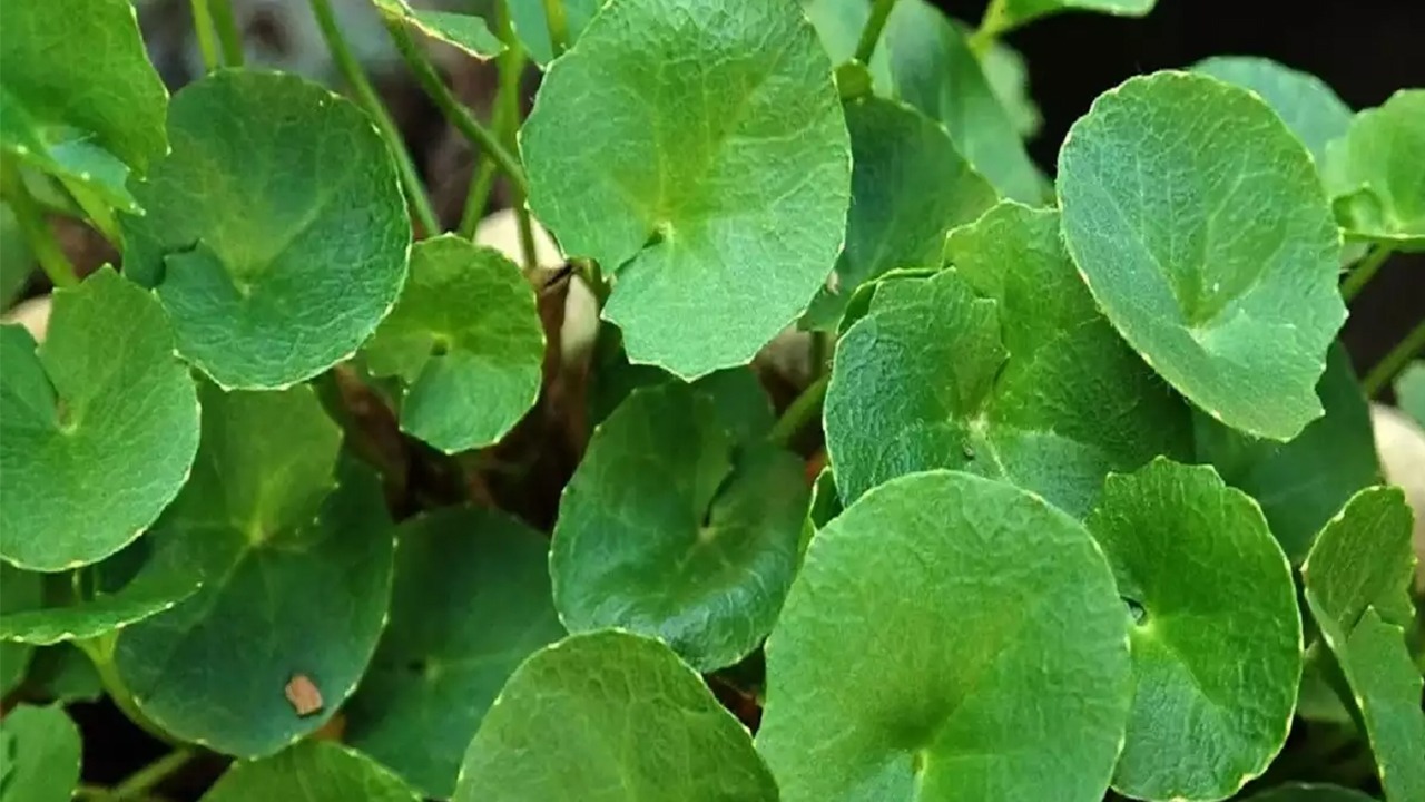 থানকুনি পাতার উপকারিতা ও অপকারিতা